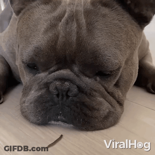 Dog Laying Down With Worm In Mouth Viralhog GIF
