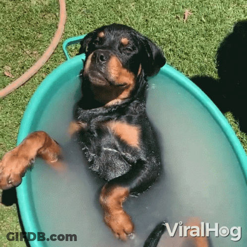 Dog Laying In Bucket Of Water With Viralhog GIF