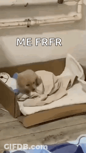 Dog Laying In Cardboard Box With Blanket Saying Me Frfr GIF