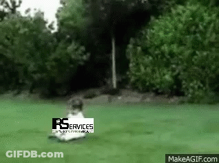 Dog Laying In Grass With RS Services GIF