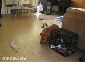 Dog Laying Next To Crate GIF