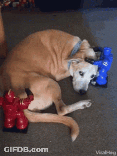 Dog Laying Next To Fire Hydrant Toy GIF