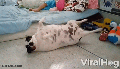 Dog Laying Next To Lazy Can GIF