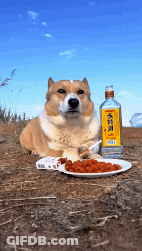 Dog Laying Next To Plate Of Food And Alcohol GIF