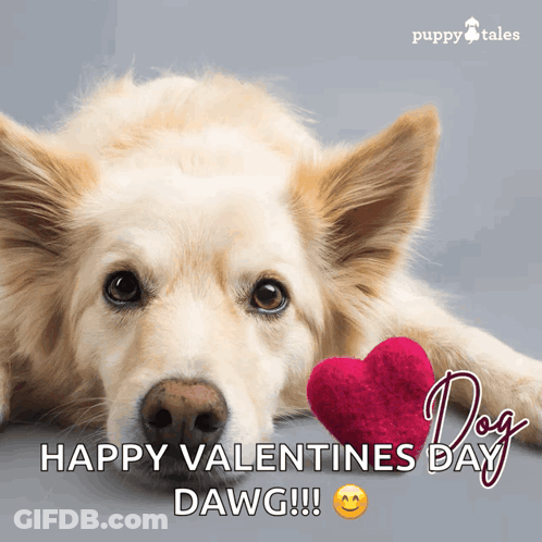 Dog Laying Next To Red Heart Saying Happy Valentines Day Dawg GIF