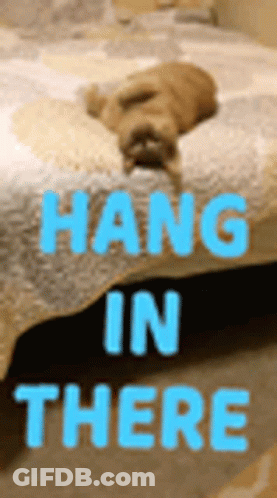 Dog Laying On A Bed Saying Hang In There GIF