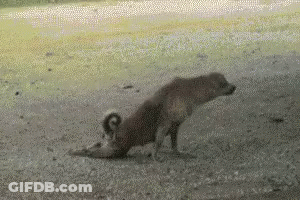 Dog Laying On Back In Dirt GIF