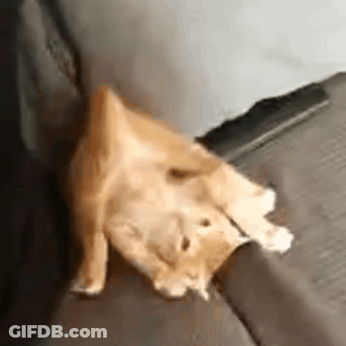 Dog Laying On Back Next To Wall GIF