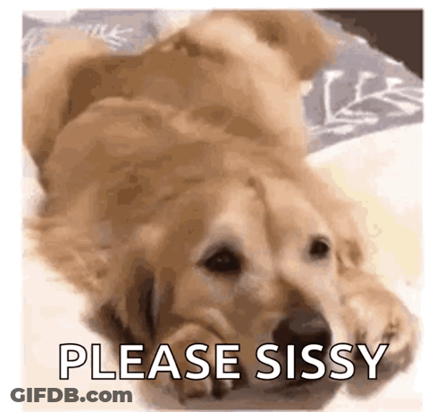 Dog Laying On Back On Bed GIF