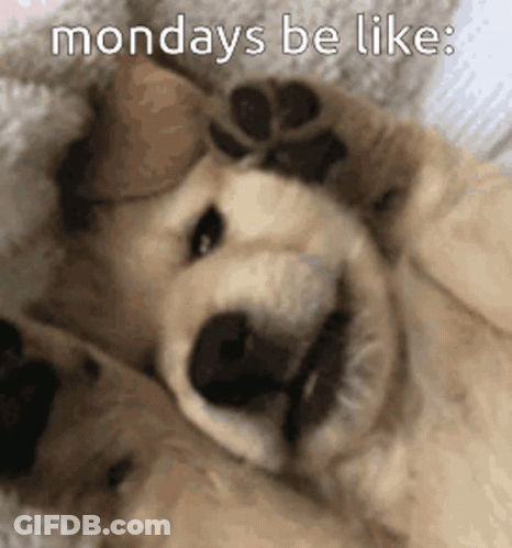 Dog Laying On Back Saying Mondays Be Like GIF