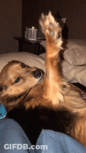 Dog Laying On Back With Paw Up GIF