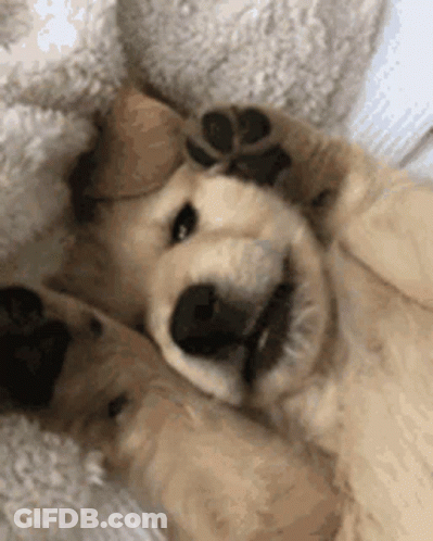 Dog Laying On Back With Paws Outstretched GIF