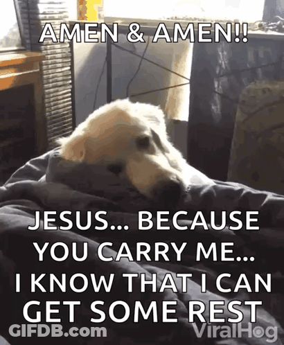 Dog Laying On Bed Amen Amen GIF