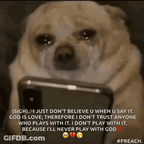 Dog Laying On Bed Eating Paper GIF