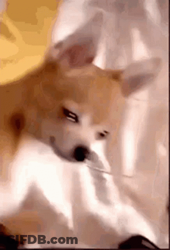 Dog Laying On Bed Eating Paper GIF