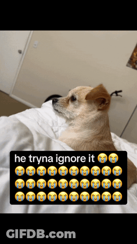 Dog Laying On Bed He Tryna Ignore It GIF