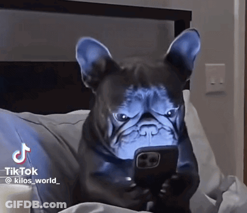 Dog Laying On Bed Looking At Phone With TikTok GIF