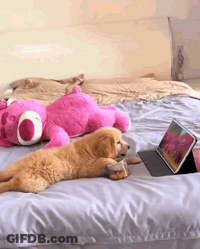 Dog Laying On Bed Next To Pink Teddy Bear GIF
