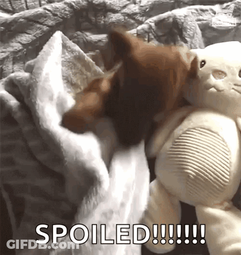 Dog Laying On Bed Next To Stuffed Animal Spoiled GIF