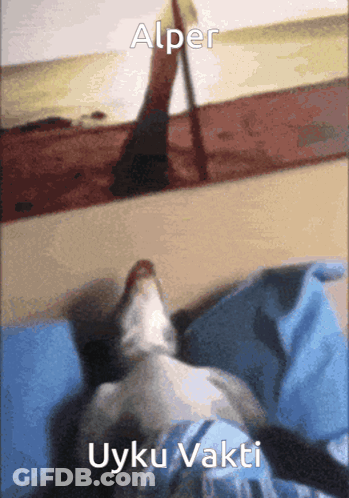 Dog Laying On Bed Saying Alper Uyku Vakti GIF