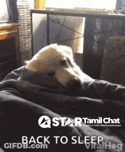 Dog Laying On Bed Saying Back To Sleep GIF