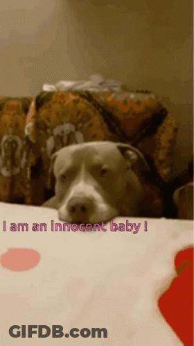 Dog Laying On Bed Saying I Am An Innocent Baby GIF