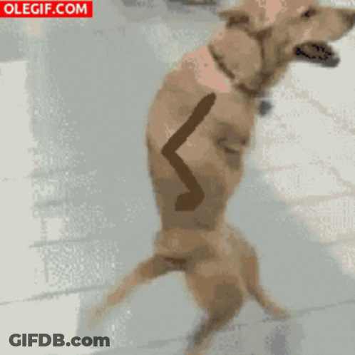 Dog Laying On Bed Saying I Am An Innocent Baby GIF
