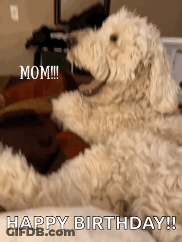 Dog Laying On Bed Saying Mom Happy Birthday GIF