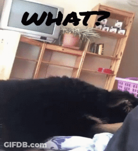 Dog Laying On Bed Saying What GIF