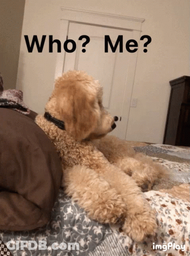 Dog Laying On Bed Saying Who Me GIF