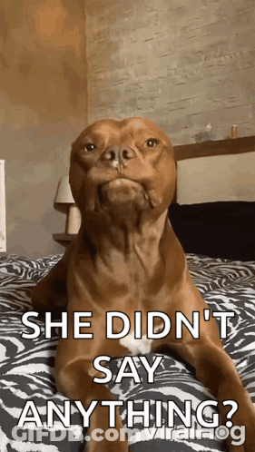 Dog Laying On Bed She Didn't Say Anything GIF