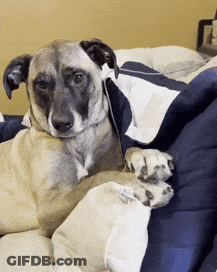 Dog Laying On Bed With Blue And White Comforter GIF