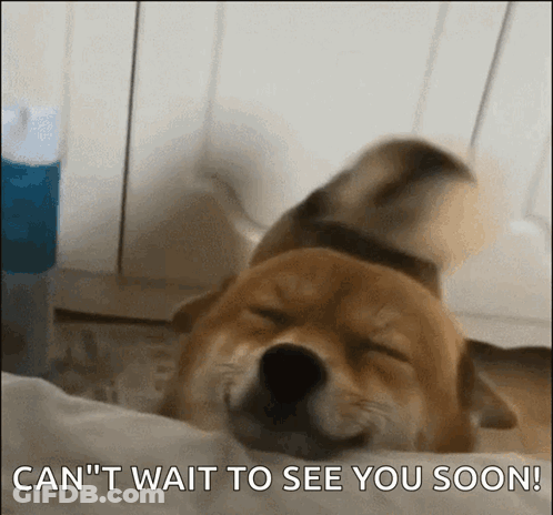 Dog Laying On Bed With Can't Wait To See You Soon GIF