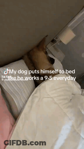 Dog Laying On Bed With Caption My Dog Puts Himself To Bed TikTok He Works A 9-5 Everyday GIF