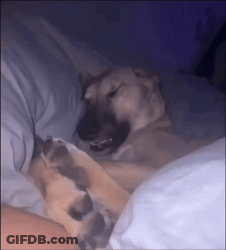Dog Laying On Bed With Person GIF