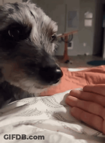 Dog Laying On Bed With Person's Hand GIF