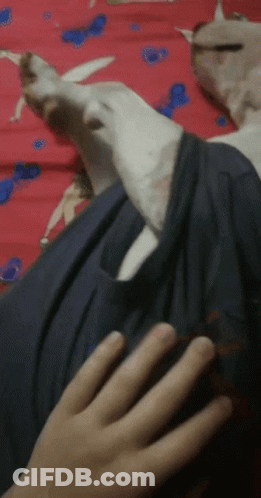 Dog Laying On Bed With Person's Hand Touching It GIF