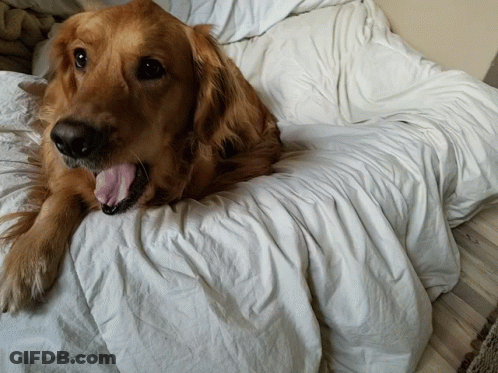 Dog Laying On Bed With Tongue Out GIF
