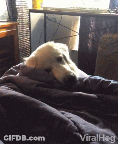 Dog Laying On Bed With Viralhog Blanket GIF