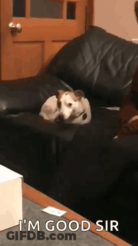 Dog Laying On Black Leather Couch Saying I'm Good Sir GIF