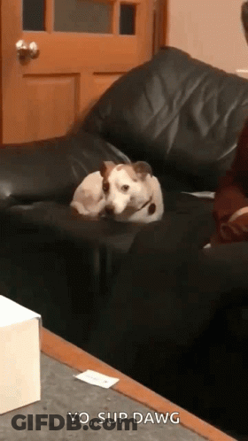 Dog Laying On Black Leather Couch Yo Sup Dawg GIF