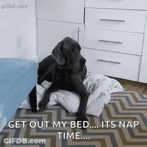 Dog Laying On Blanket Saying Get Out Of My Bed GIF