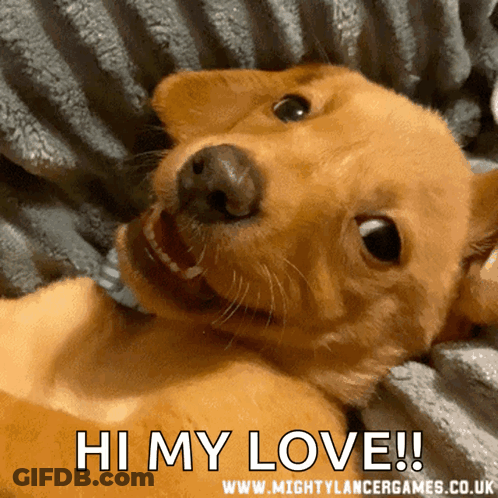 Dog Laying On Blanket Saying Hi My Love GIF