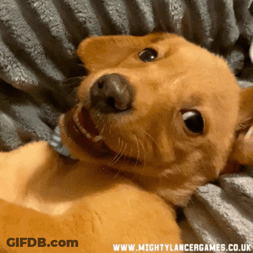 Dog Laying On Blanket With Mighty Lancer Games Website GIF