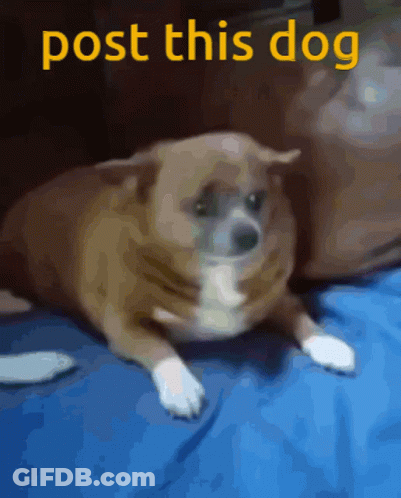 Dog Laying On Blue Blanket Post This Dog GIF