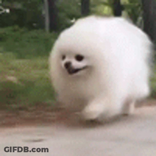 Dog Laying On Blue Blanket Post This Dog GIF
