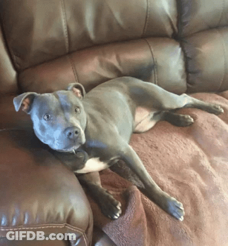 Dog Laying On Brown Leather Couch Looking At Camera GIF