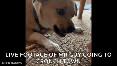 Dog Laying On Carpet Live Footage Mr Guy Going To Crunch Town GIF