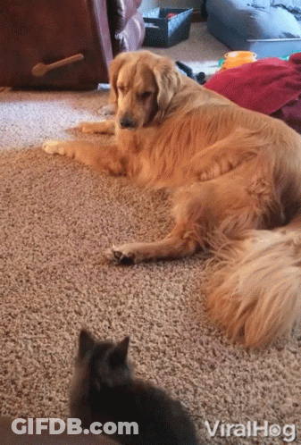 Dog Laying On Carpet With Cat And Viralhog GIF