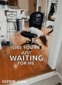 Dog Laying On Chair Saying Like You're Just Waiting For Me GIF
